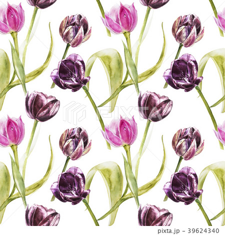 Flowers of Tulips. Watercolor hand drawn botanical 39624340