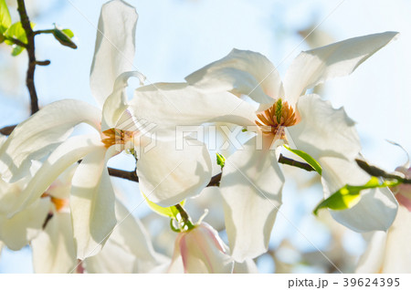 Sunny blossom magnolia tree flowers Sunny blossom magnolia tree flowers 39624395