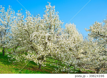 Blossom magnolia trees with flowers 39624396