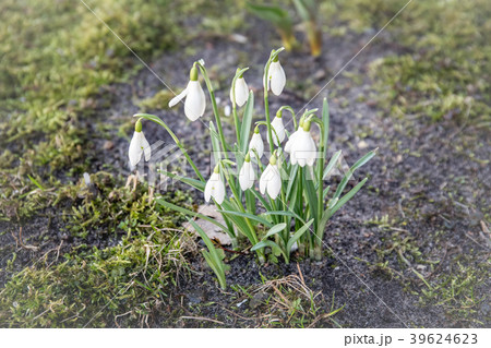 Snowdrop flowers closeup. Abstract spring background 39624623