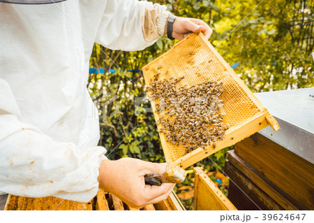 Beekeeper holding honeycomb with bees in his hands 39624647