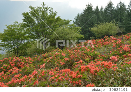 レンゲツツジ咲く高原 39625191