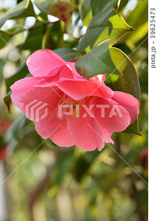 ツバキ（鶏の子） 39625473