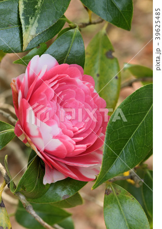 ツバキ（紀州司） 39625485