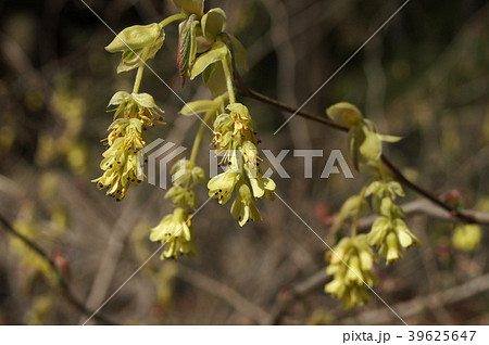 トサミズキ トサミズキ 39625647