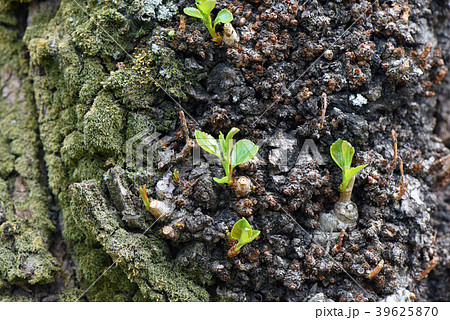 ポプラの樹皮から芽吹く新芽の写真素材
