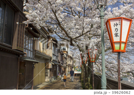 主計町の桜 39626062