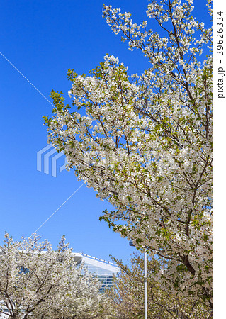 桜の季節　中部国際空港・旅客ターミナルビル 39626334