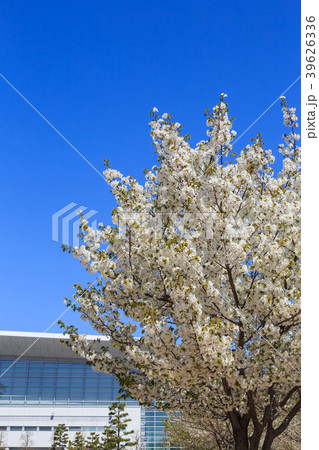 桜の季節 中部国際空港・旅客ターミナルビル 桜の季節 中部国際空港・旅客ターミナルビル 39626336