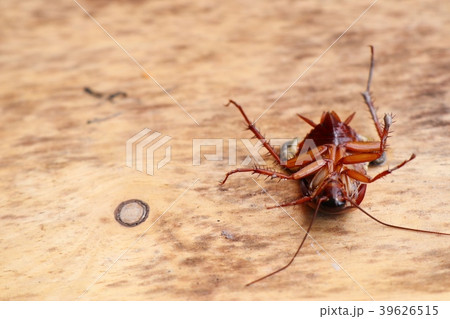 Dead cockroach on wooden background 39626515