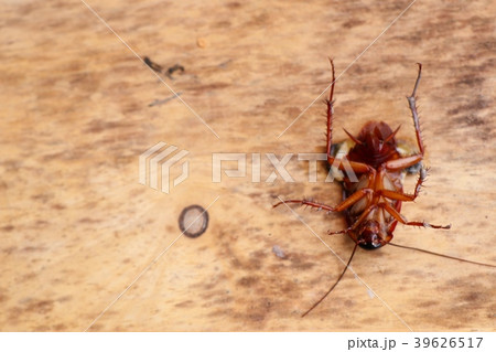 Dead cockroach on wooden background Dead cockroach on wooden background 39626517