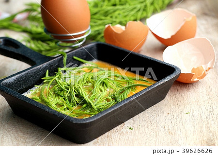 Acacia pennata with egg Acacia pennata with egg 39626626