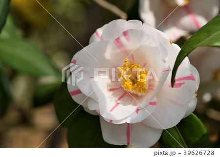 ツバキ(京小町) ツバキ(京小町) 39626728