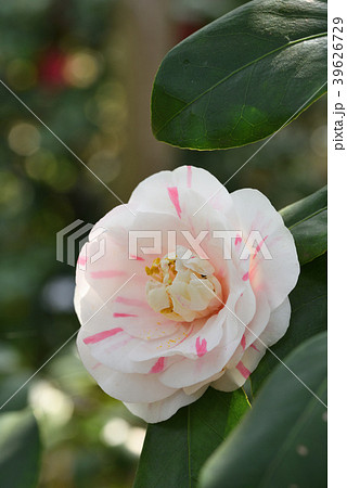 ツバキ（京小町） 39626729