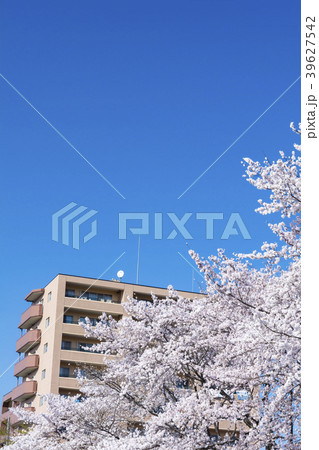 満開の桜とマンション 39627542