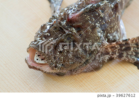 オコゼ オコゼ 39627612