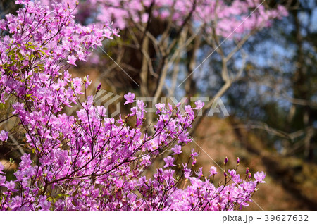 ツツジの花 39627632