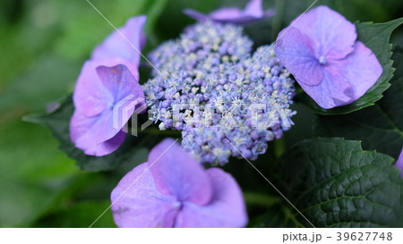 アジサイ 39627748
