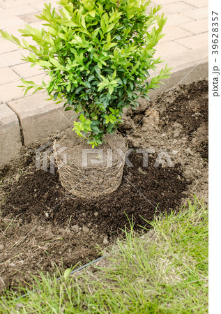 Planting in the spring 39628357