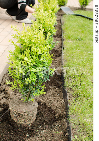 Planting in the spring 39628358