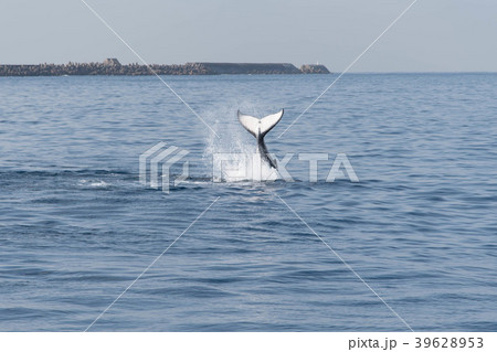 ホエールテール テールスラップ ザトウクジラ ホエールテール テールスラップ ザトウクジラ 39628953