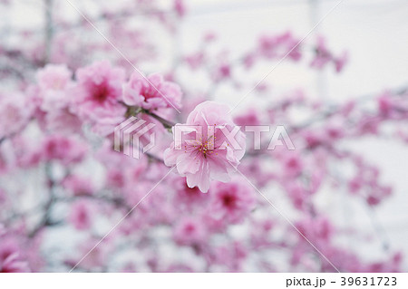 枝垂れ桃の花 39631723