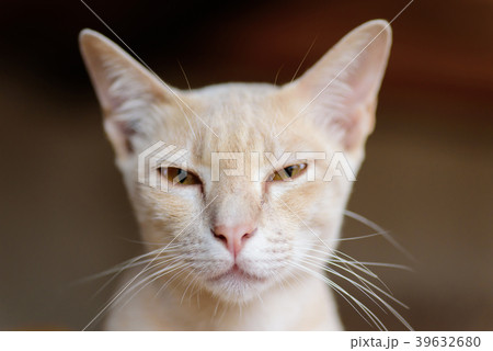 Close up of cat face, cute pet at home 39632680