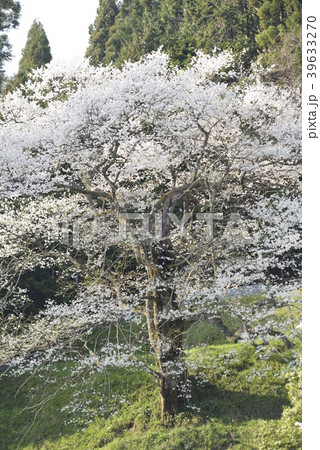 【岡山県 真庭市】桜本寺の大桜 【岡山県 真庭市】桜本寺の大桜 39633270