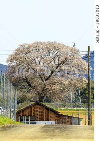黄金桜 39635013