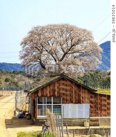 黄金桜 39635014