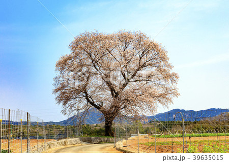 黄金桜 黄金桜 39635015