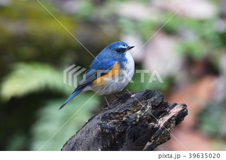 薬師池公園の野鳥 39635020