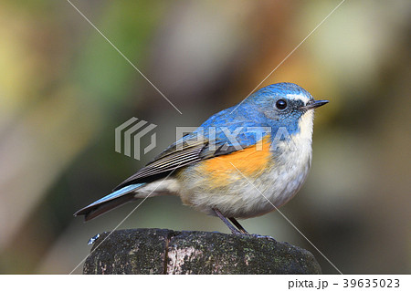 薬師池公園の野鳥 薬師池公園の野鳥 39635023