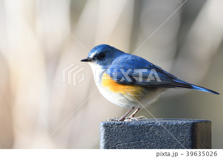 薬師池公園の野鳥 薬師池公園の野鳥 39635026
