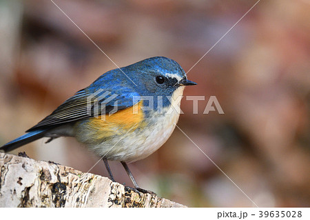 薬師池公園の野鳥 薬師池公園の野鳥 39635028
