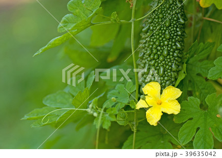 ゴーヤー、ニガウリ、ツルレイシ（学名：Momordica charantia var. pave） 39635042