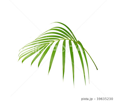 green leaf of palm tree isolated on white  39635230