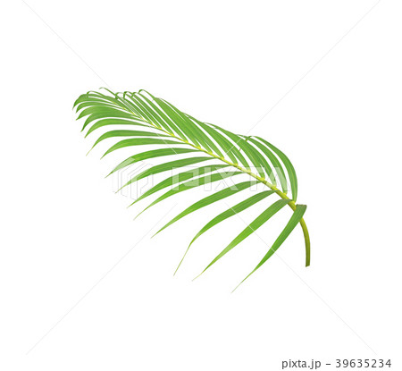 green leaf of palm tree isolated on white  39635234