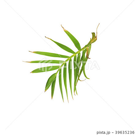 green leaf of palm tree isolated on white green leaf of palm tree isolated on white 39635236