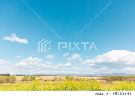 渡良瀬遊水地　菜の花と青空に白い雲 39635348
