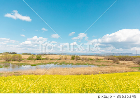 渡良瀬遊水地　菜の花と青空に白い雲 39635349