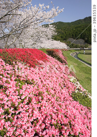 桜とツツジ群生 天草コレジョ公園 桜とツツジ群生 天草コレジョ公園 39635539