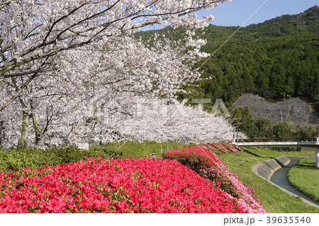 桜とツツジ群生 天草コレジョ公園 39635540