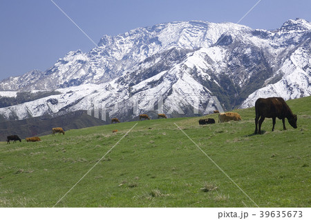 阿蘇雪景色 阿蘇登山道路放牧と高岳 39635673