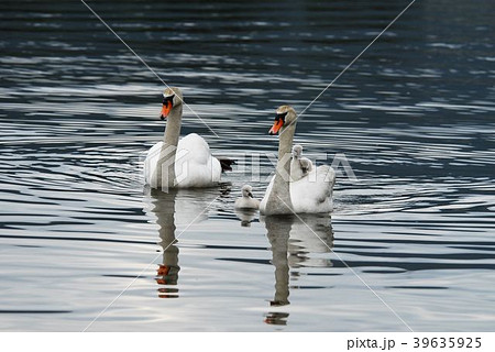 東郷池の白鳥 東郷池の白鳥 39635925