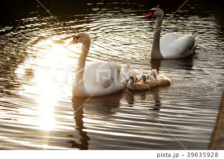 東郷池の白鳥 39635928