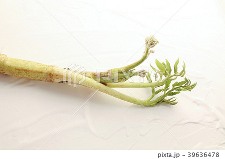 うど うど 39636478