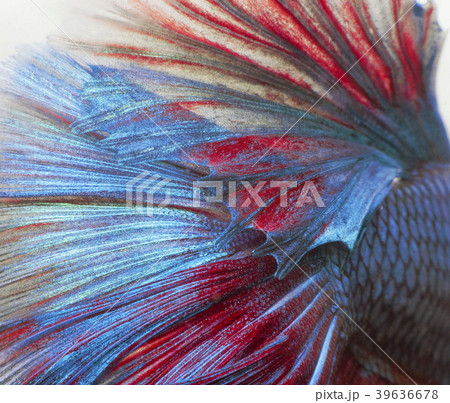 siamese fighting fish background siamese fighting fish background 39636678