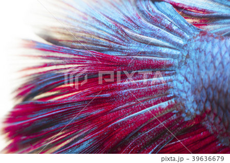 siamese fighting fish background siamese fighting fish background 39636679