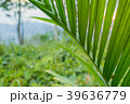 Peering through fern leaves and jungle greenery 39636779